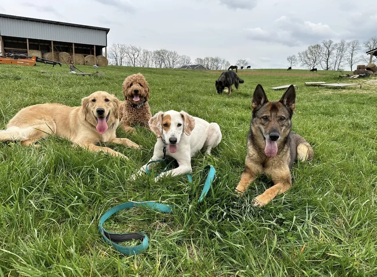 A golden, a doodle, a beagle and a shepherd holding a group down-stay at the farm