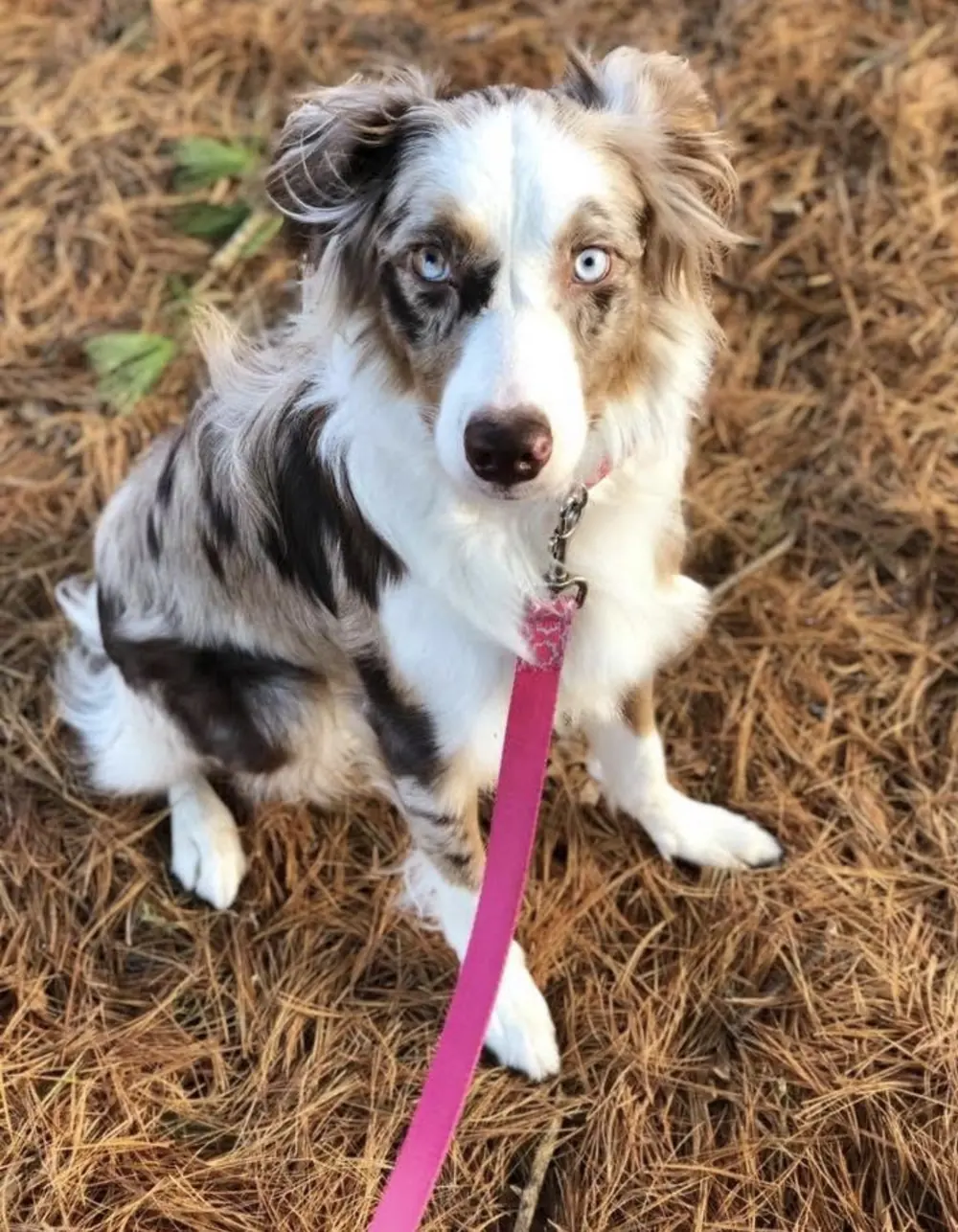 Mini Aussie in a happy sit