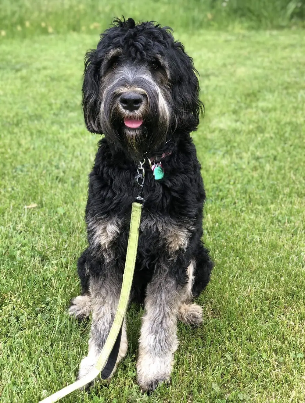 Bernedoodle after a lesson