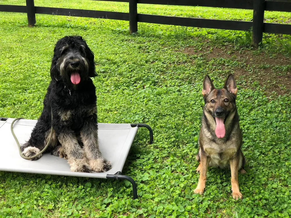 Two board-and-train dogs holding place on a training cot