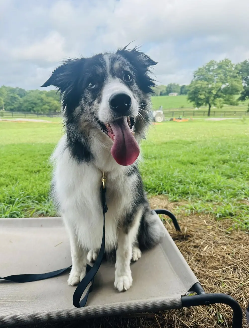 Border collie on place