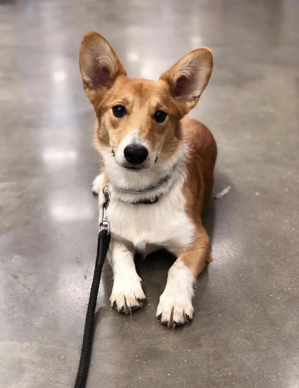 Corgi mix settled on a down during public-access training