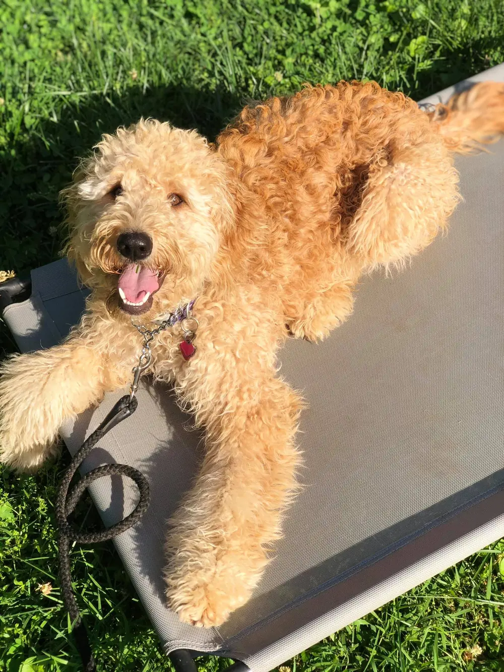 Doodle relaxed on place