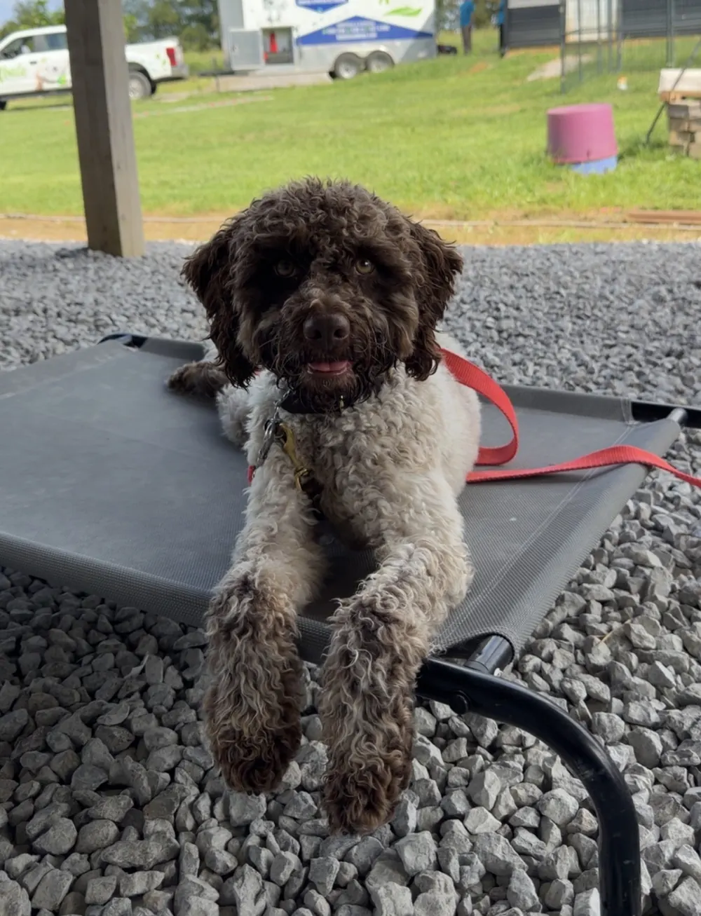 Chocolate doodle puppy relaxed on a place cot during foundation training