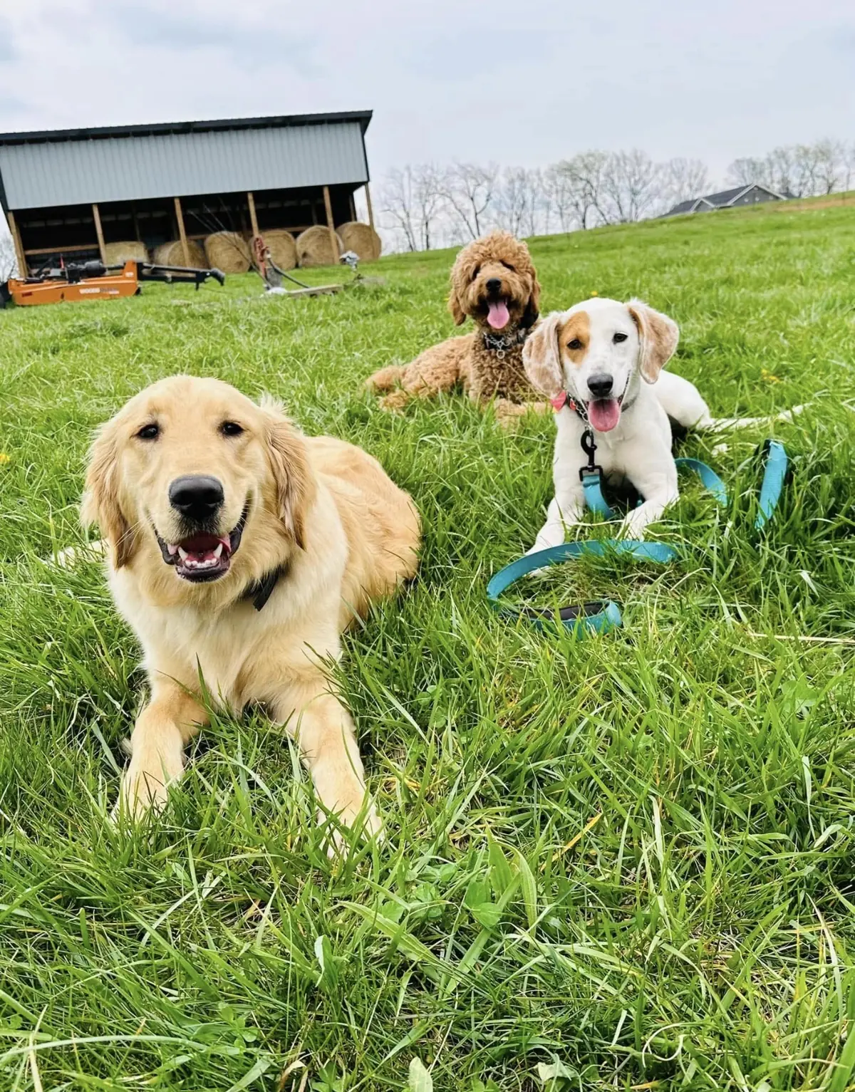 A golden, a doodle and a beagle holding a happy group sit