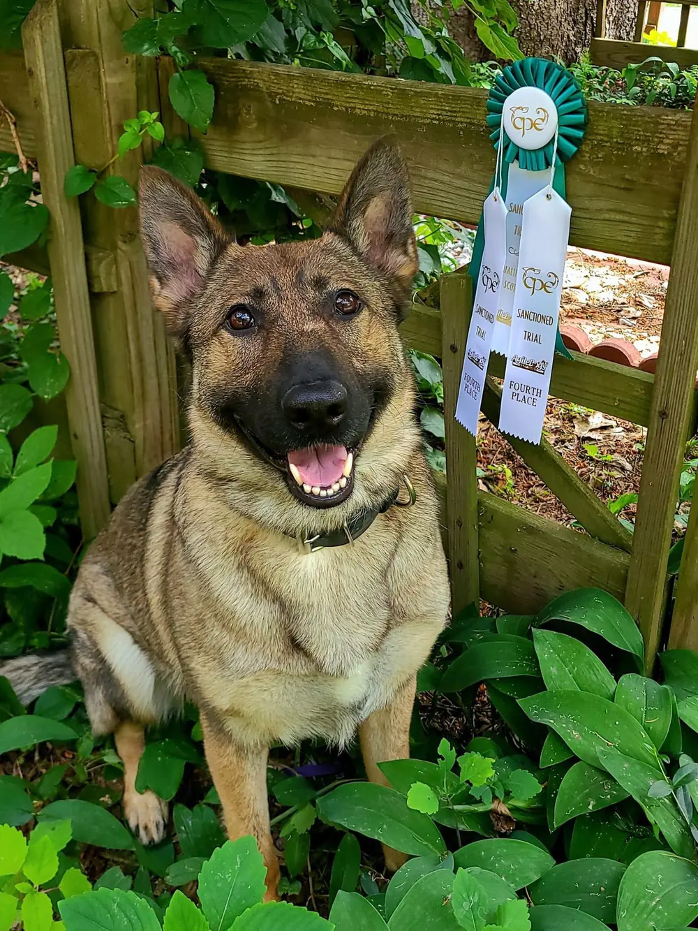 Board and train graduate with her trial ribbon