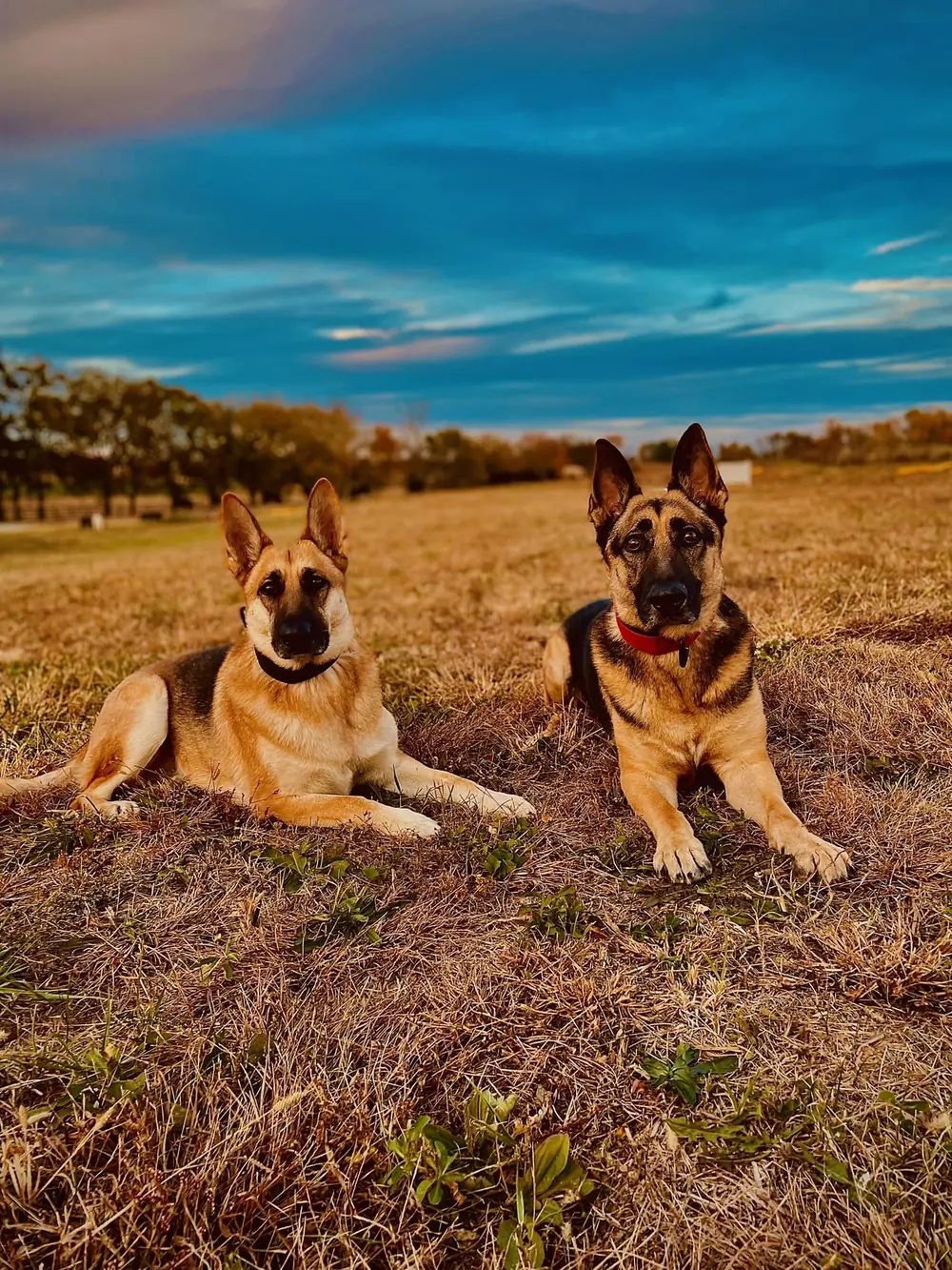 Two German Shepherds holding a down-stay in an open Kentucky field