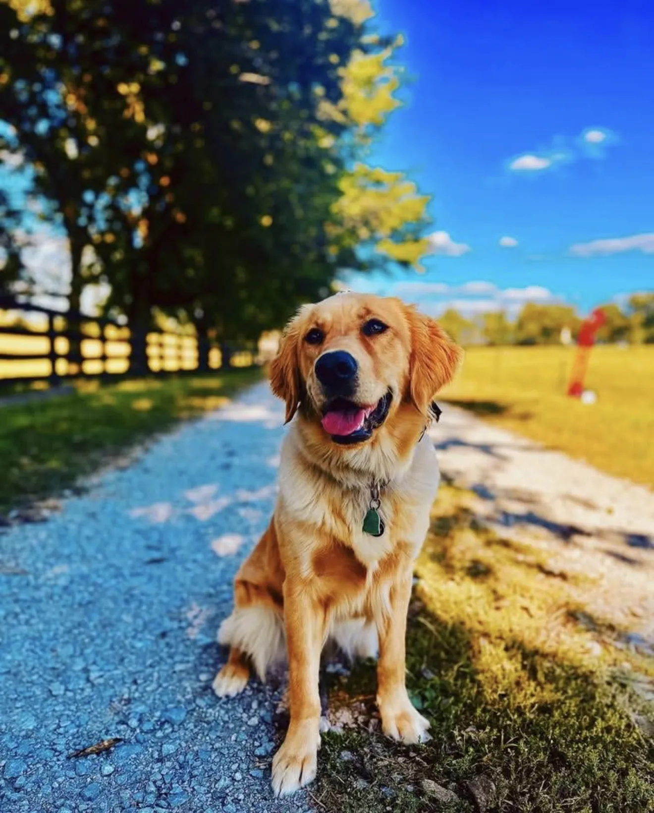 Happy golden retriever in a calm sit on a sunny path at the Midway training farm