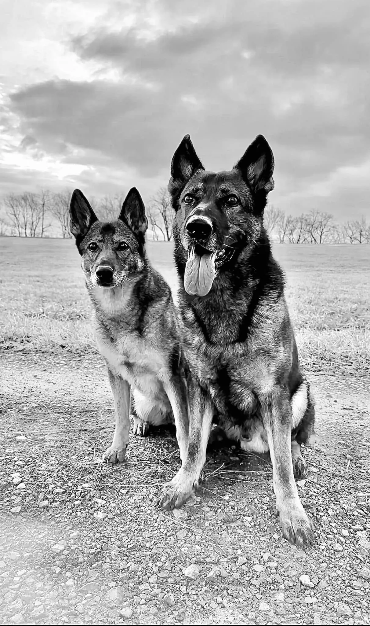 Two working-line Von Charry German Shepherds