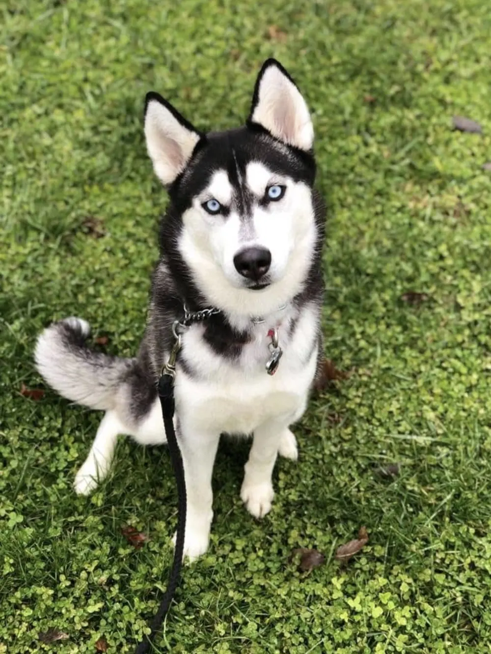 Husky holding a sit on the farm