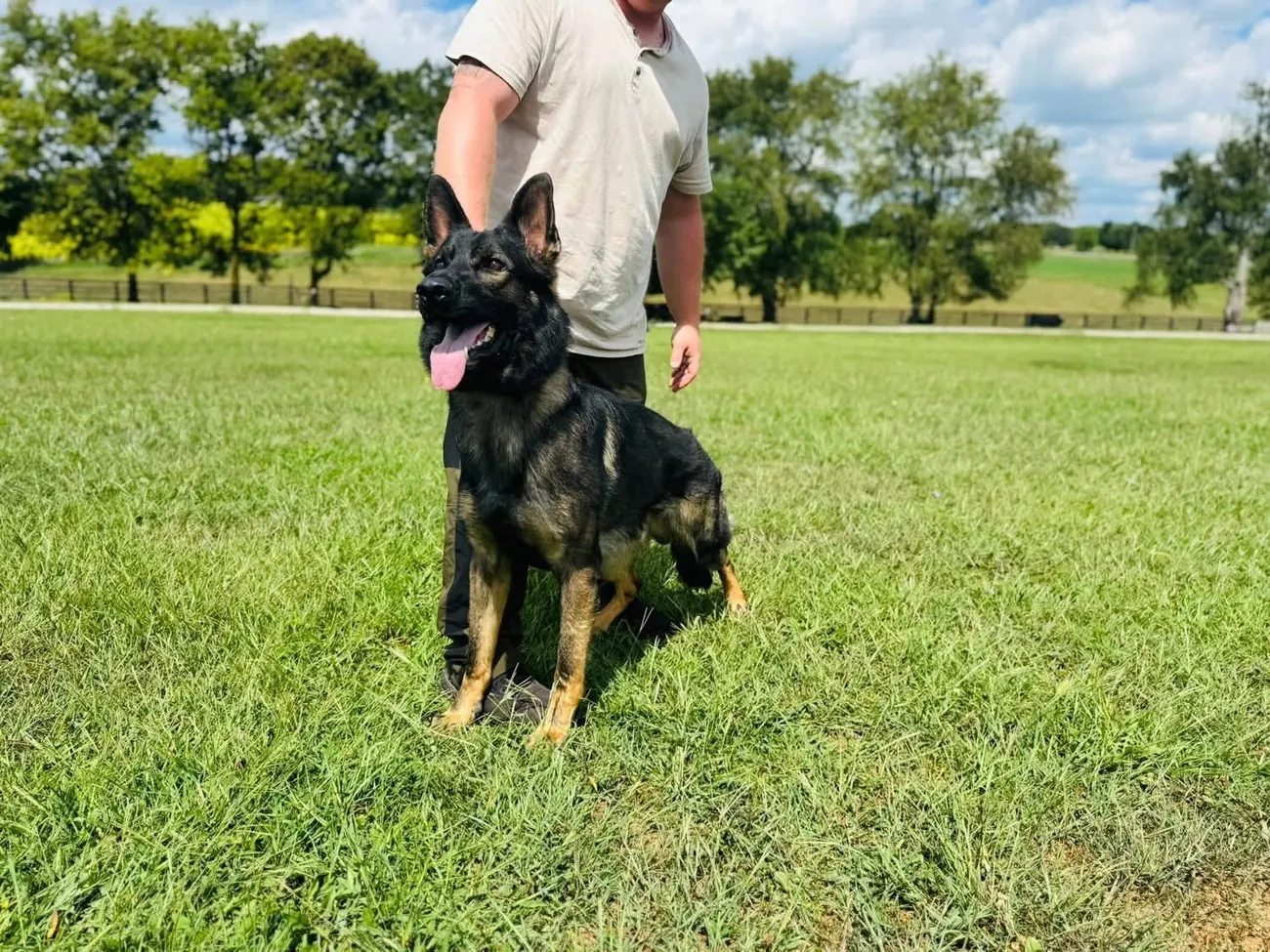 Off-leash work at the Midway training farm