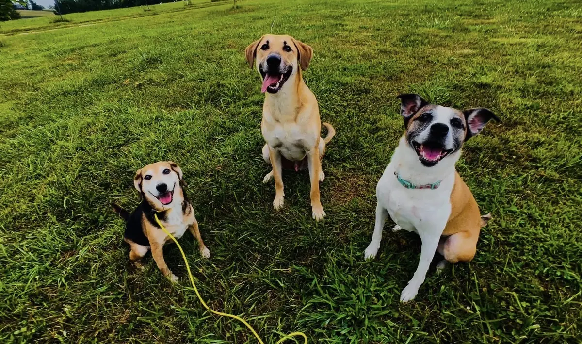 Three family dogs holding a group sit