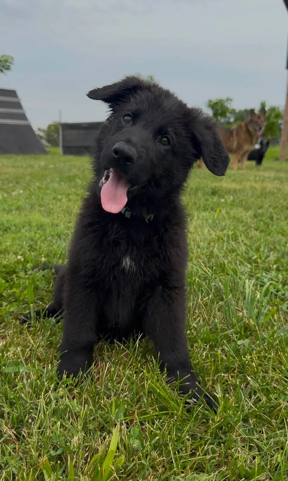 Young Von Charry puppy in a focused sit