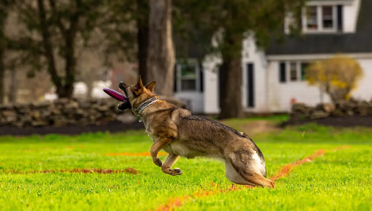 Recall at full speed