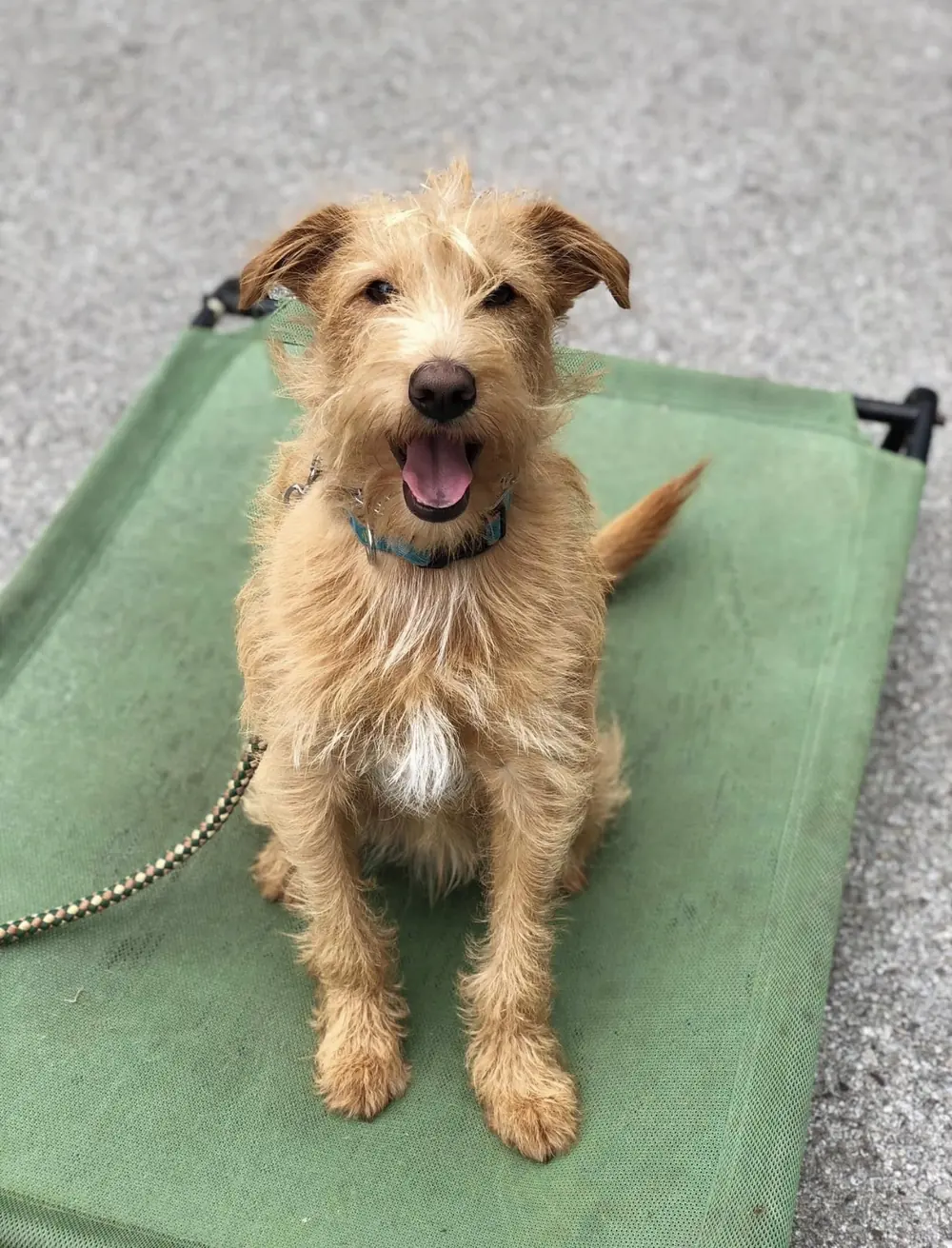 Terrier mix holding place