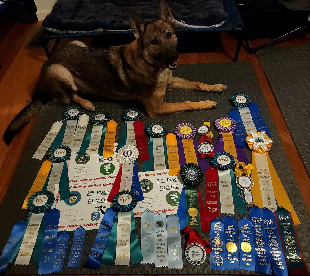 Trial ribbons earned by Von Charry dogs