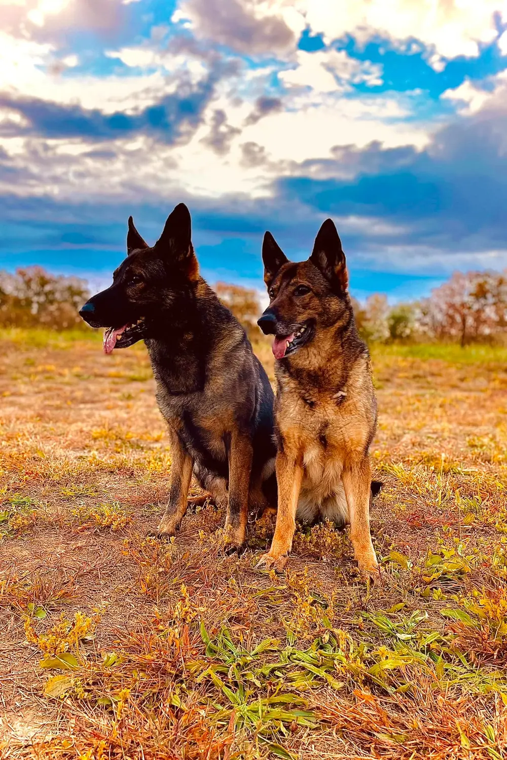 Two shepherds under a big Kentucky sky