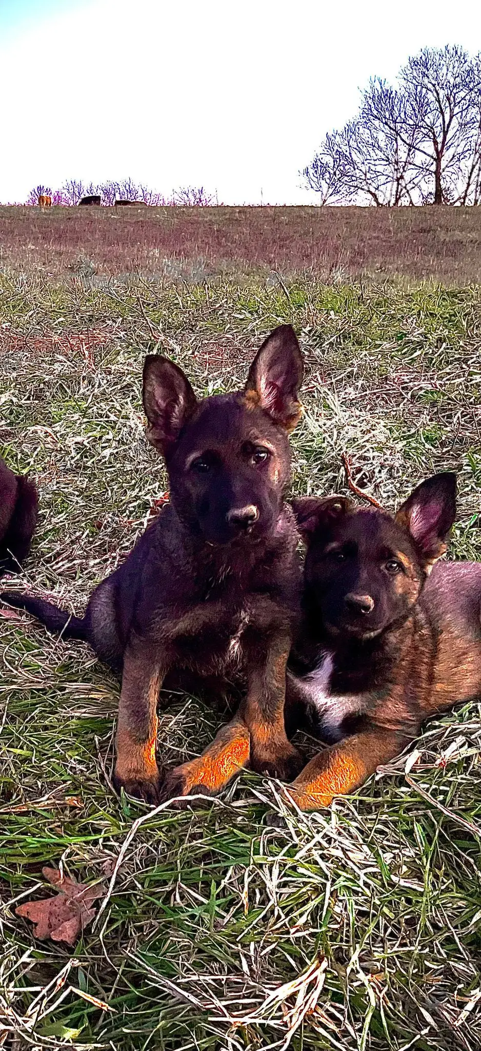 Von Charry working-line puppies